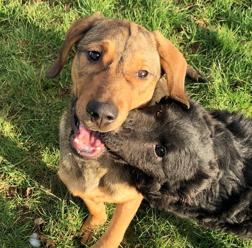 Logan and Simba are reunited at the Fetcher Dog rescue centre in Kent!