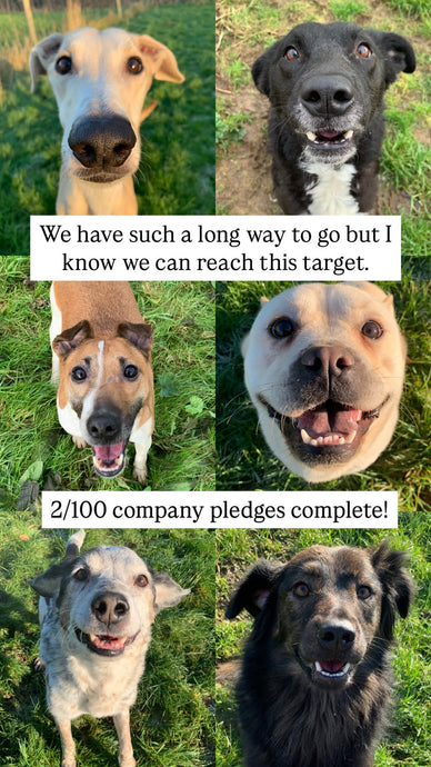 We have our first two pledgers in our Fetcher Dog 100  (FD100) campaign -  Thank you so much!