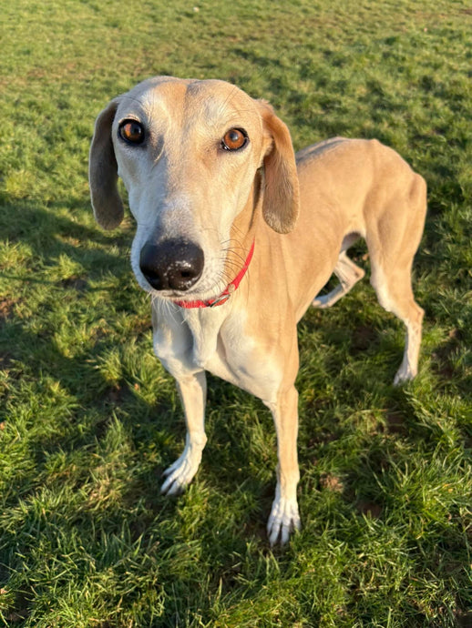 Everyone loves a Lurcher and we are lucky enough to have a beautiful new arrival - Meet Brian!