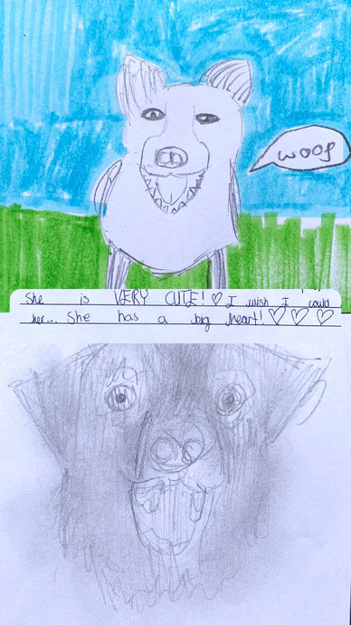 Chilmington Green Secondary School help us with our adoptions by drawing our dogs!! Say Hello to Hazel!!