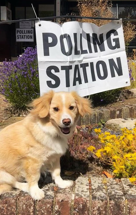 Voting Day in the UK and the Fetcher Dogs are out in force!