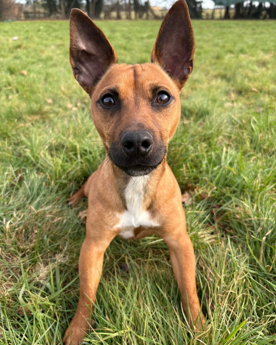 We don’t only take in dogs from pounds around the country, but we take in local owner surrenders too! Meet Ranger, another one of our new arrivals!